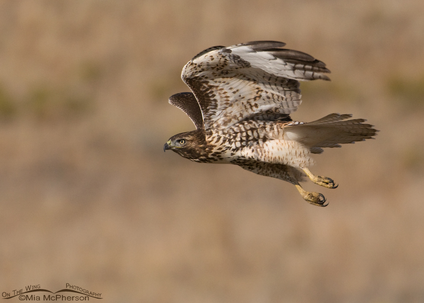 Red-tailed Hawk juvenile in flight