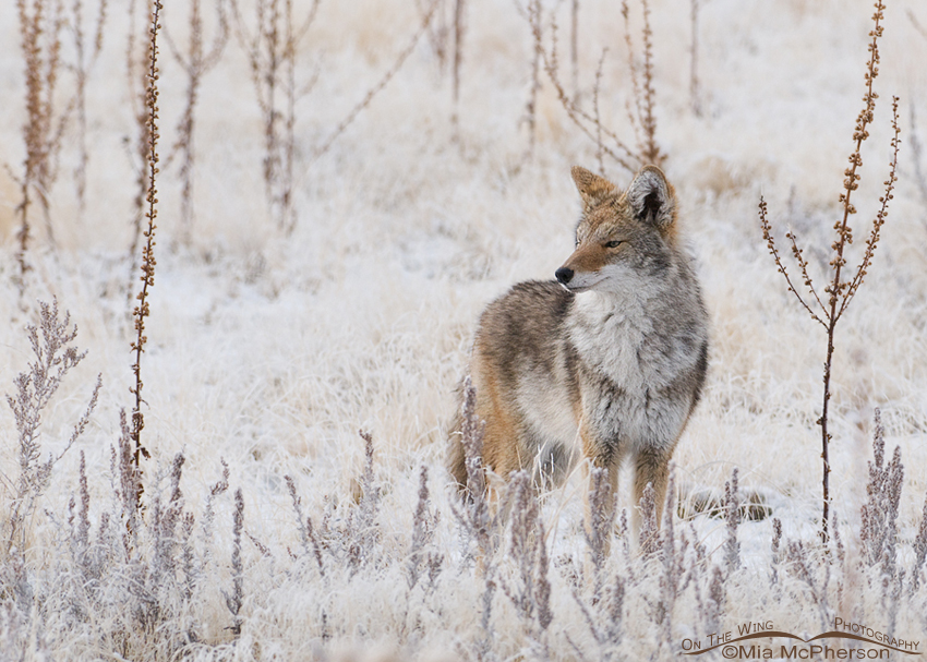 Coyote in a frosty field