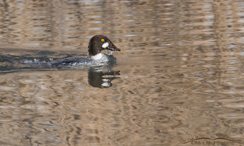 Common Goldeneye popping up from a dive