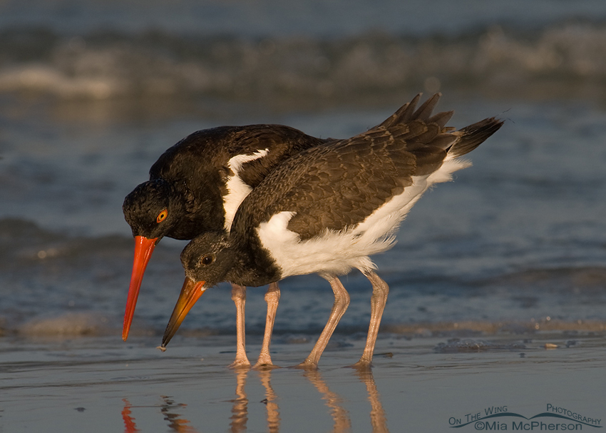 Thirty-eight day old American Oystercatcher chick