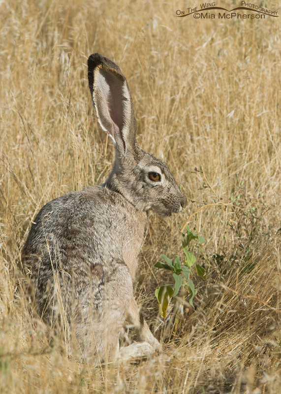 Easter Black Jack Rabbit 24