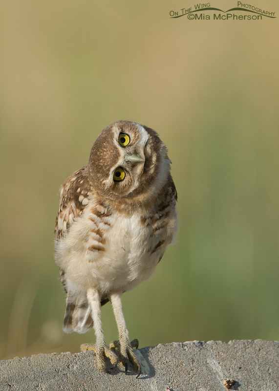 Juvenile Burrowing Owl parallaxing