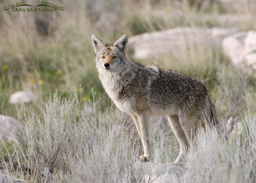 Springtime Coyote