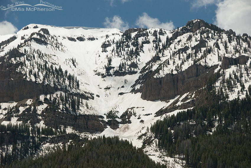 Lots of snow left on the Centennial Mountains, even for June