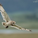 Male Short-eared Owl with prey for his young