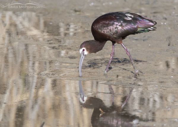 White Faced Ibis Birds Of Bear River Migratory Bird Refuge Mia