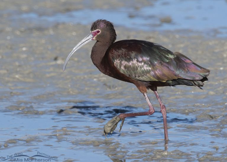 White Faced Ibis Birds Of Bear River Migratory Bird Refuge Mia