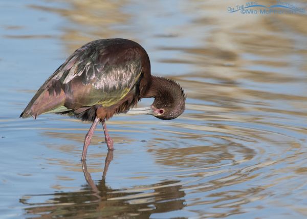 White Faced Ibis Birds Of Bear River Migratory Bird Refuge Mia