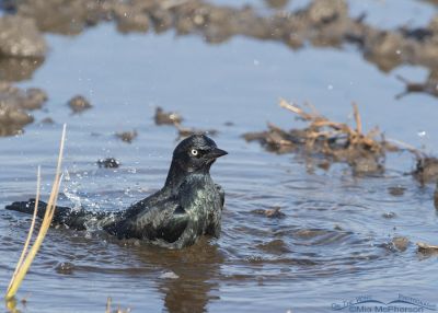 Male Brewers Blackbird Bathing In A Flooded Field Mia Mcpherson S On