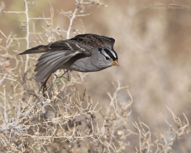 Adult White Crowned Sparrow Lifting Off From A Greasewood Mia