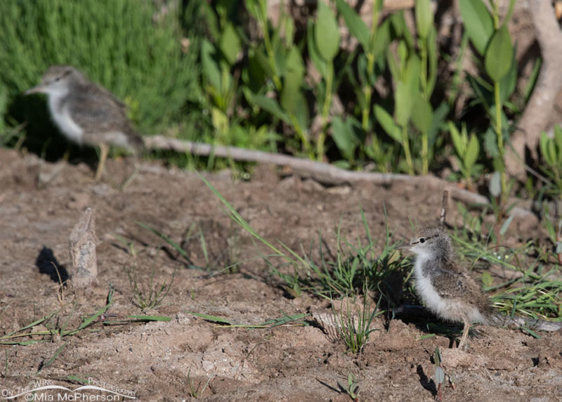 Spotted Sandpiper Chicks Foraging In The Wasatch Mountains On The