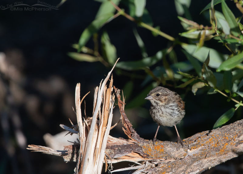 Juvenile Song Sparrow On A Stump Mia McPherson S On The Wing Photography