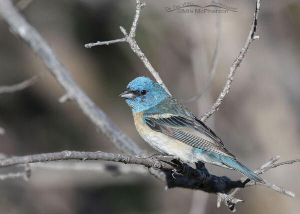 Male Lazuli Buntings Photographed In The Wasatch Mountains Mia