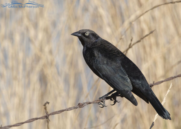 Male Brewer S Blackbird And Thoughts On Changes Mia Mcpherson S On