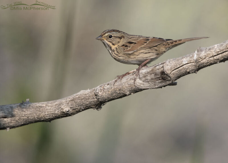 Lincoln S Sparrow Images Mia McPherson S On The Wing Photography