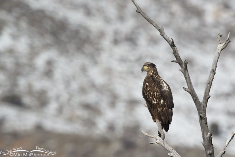 Immature Bald Eagle Perched Near The Weber River On The Wing Photography