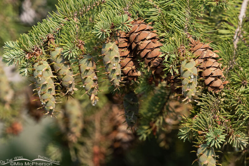 Douglas Fir Cones In August On The Wing Photography