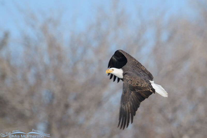 Adult Bald Eagle On The Wing Over A Pond Mia McPherson S On The Wing