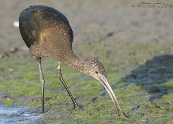 White Faced Ibis Foraging In Filamentous Algae On The Wing Photography