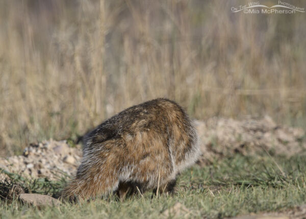 American Badger Butt Mia Mcpherson S On The Wing Photography