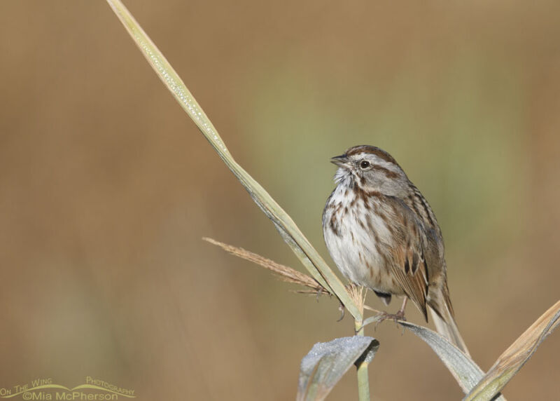 Singing Song Sparrow In Late October Mia McPherson S On The Wing