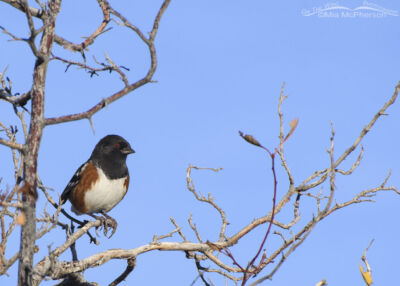 Male Spotted Towhee In A Hawthorn Mia McPherson S On The Wing Photography