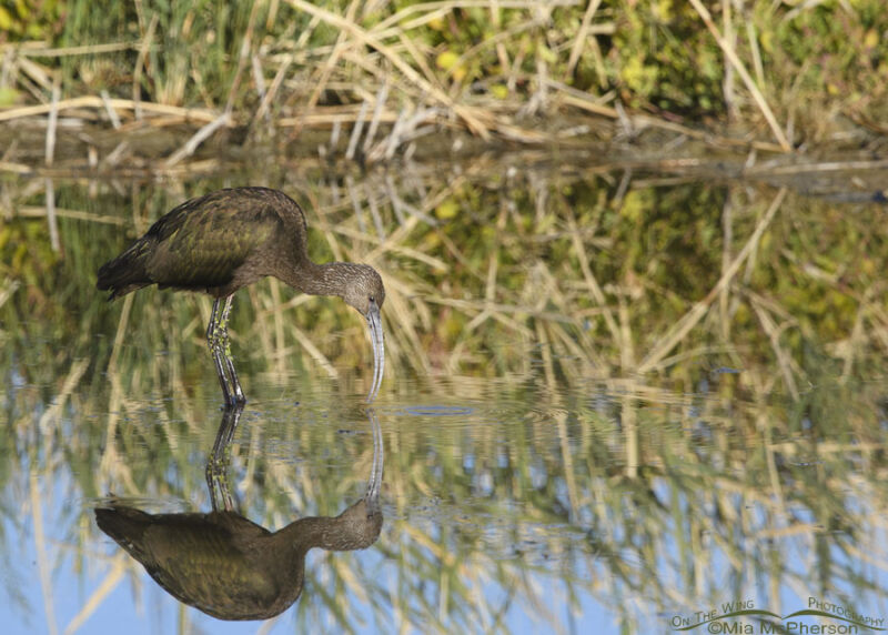 Immature White Faced Ibis Foraging In Water Mia Mcpherson S On The