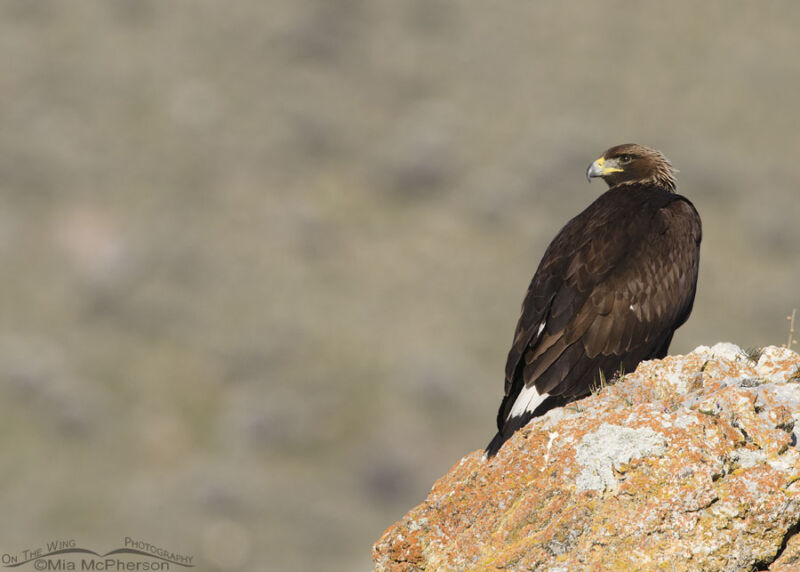 Golden Eagle Images Mia McPherson S On The Wing Photography