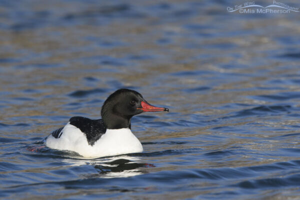 Urban Drake Common Merganser Photos Mia Mcpherson S On The Wing