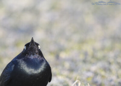 Male Brewers Blackbird Head On Portrait On The Wing Photography