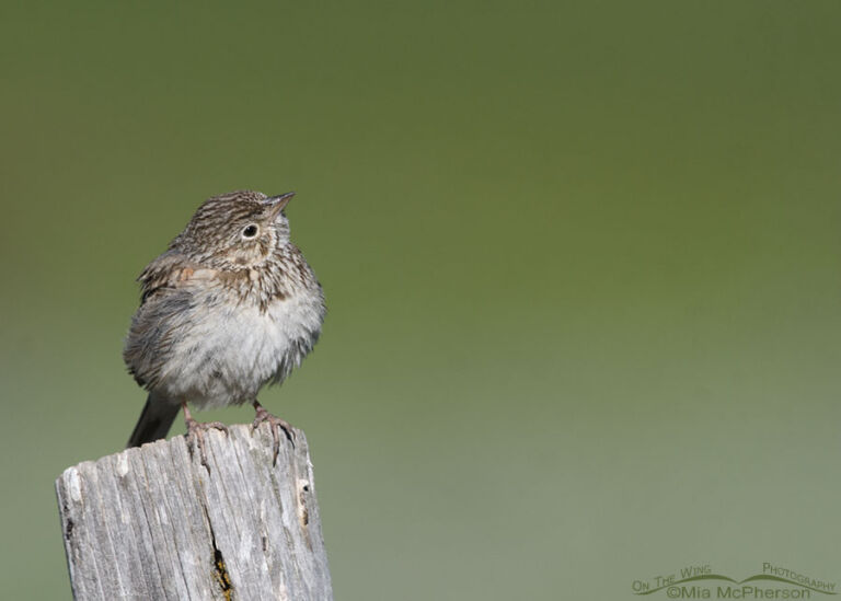 Vesper Sparrow Looking Up At The Sky Mia Mcpherson S On The Wing