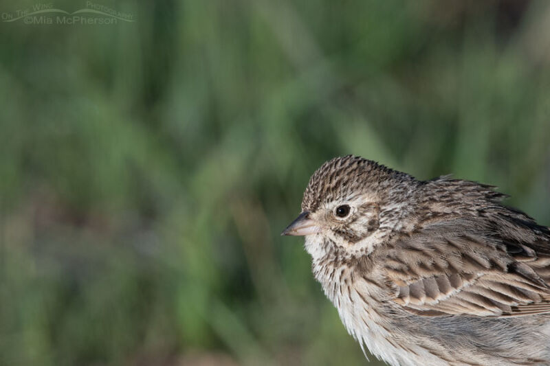 Vesper Sparrows Mia Mcpherson S On The Wing Photography