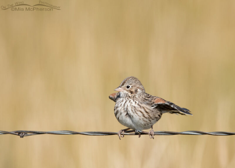 Vesper Sparrow Air Drying After Its Bath Mia Mcpherson S On The Wing