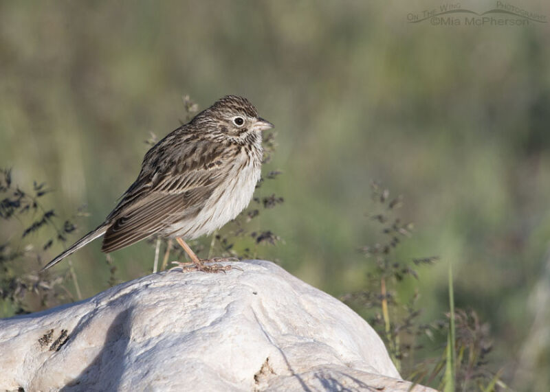 Vesper Sparrow In Early Morning Light Mia Mcpherson S On The Wing