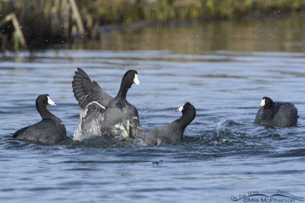 American Coots Kicking Each Other On An Urban Pond Mia McPherson S On