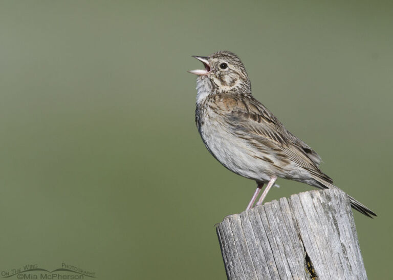 Vesper Sparrow Outside My Window Mia Mcpherson S On The Wing Photography