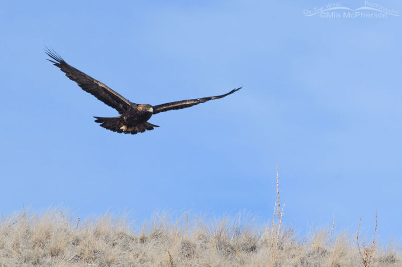 Golden Eagle Flying Over A Hill On Antelope Island Mia Mcpherson S On