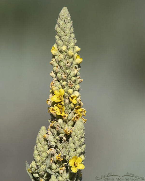 Blooming Common Mullein In The Wasatch Mountains Mia McPherson S On