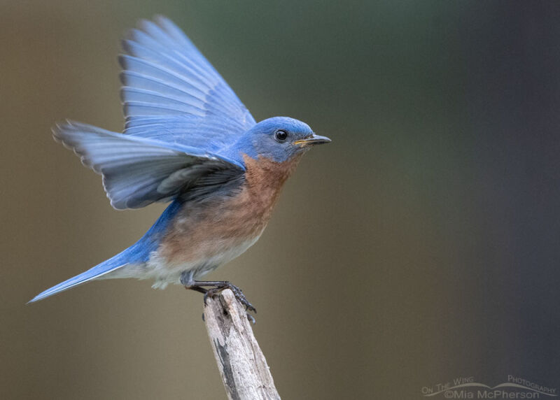 Eastern Bluebird Male Flapping His Wings Mia Mcpherson S On The Wing