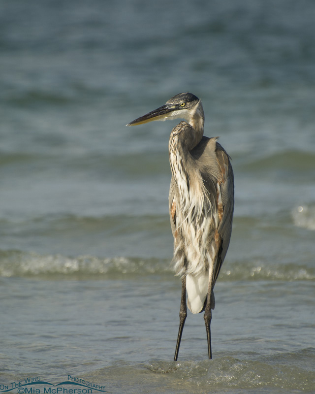 Grumpy looking Great Blue Heron, Fort De Soto County Park, Pinellas County, Florida