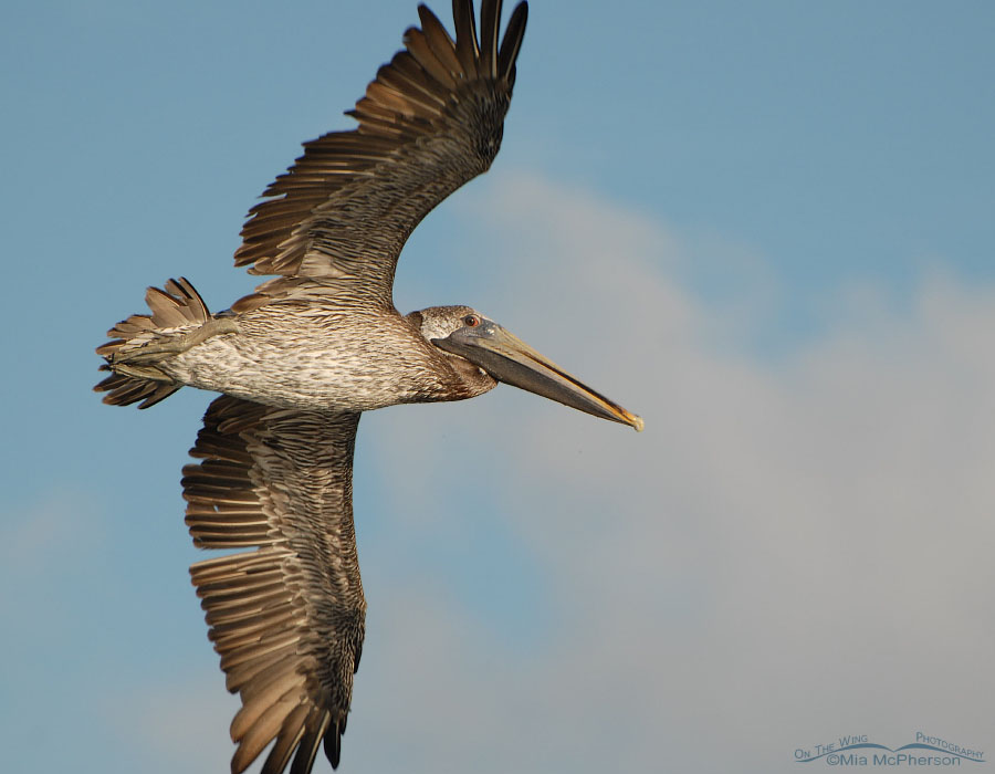 Close up of a Brown Pelican in flight, Fort De Soto County Park, Pinellas County, Florida