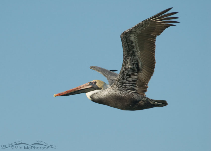 Adult Brown Pelican in flight, Fort De Soto County Park, Pinellas County, Florida