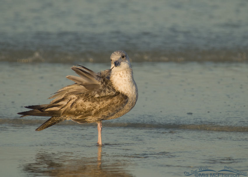 Young American Herring Gull preening just after sunrise at Fort De Soto County Park, Pinellas County, Florida