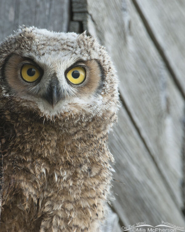 Portrait Of A Fledgling Great Horned Owl - Mia McPherson's On The Wing ...