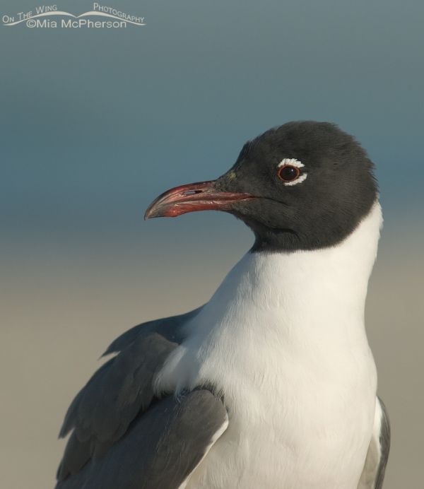 Laughing Gull Portrait In Breeding Plumage – Mia McPherson's On The ...