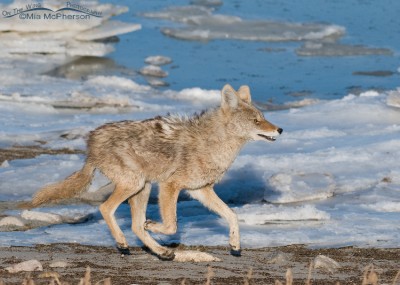 Coyote with all four feet off of the ground – Mia McPherson's On The