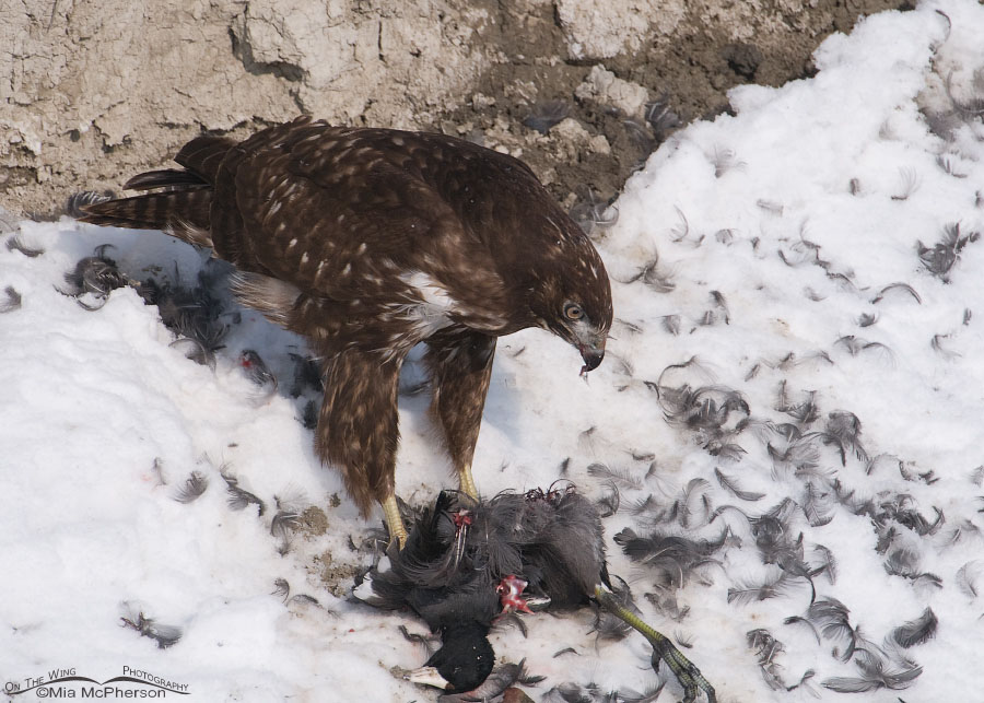 Pile of feathers and a Harlan’s Hawk juvenile, Farmington Bay WMA, Davis County, Utah