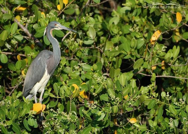 Tricolored Herons In Florida Habitats - Mia McPherson's On The Wing ...