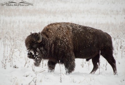 American Bison in the Snow - Mia McPherson's On The Wing Photography