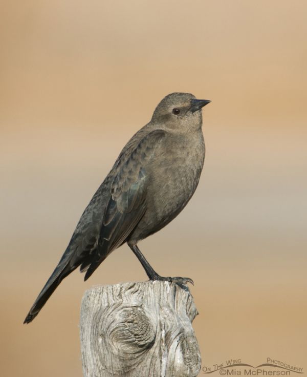 Brewer’s Blackbirds - On The Wing Photography